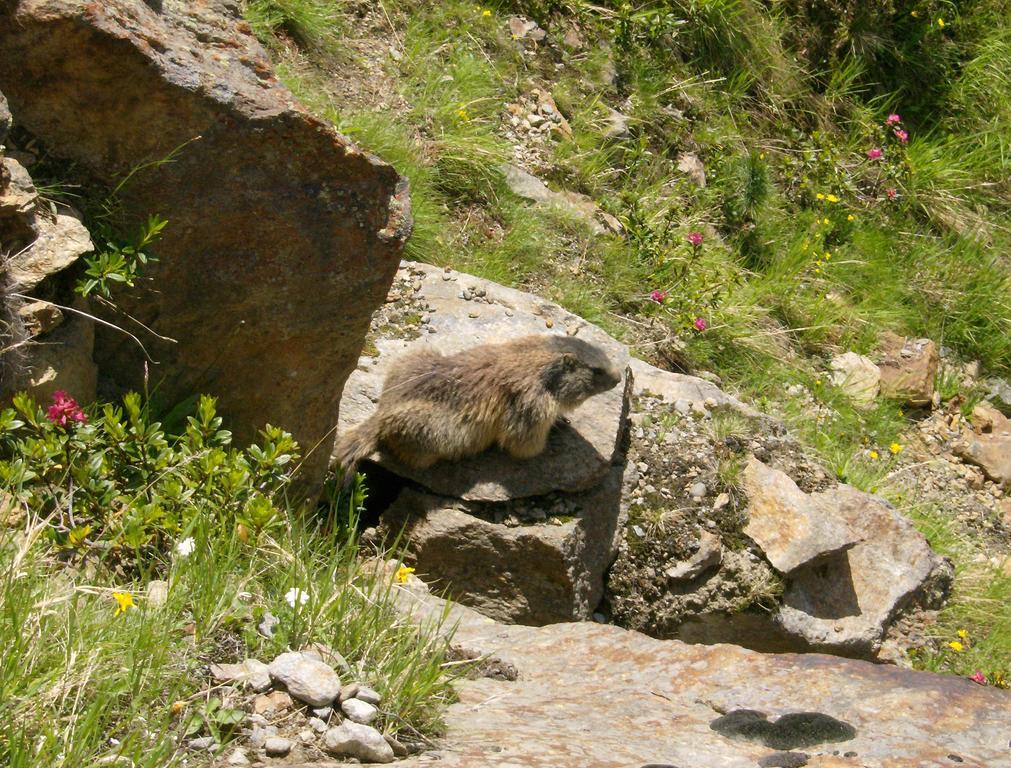 Haus Plankensteiner Hotell Kaunertal Exteriör bild